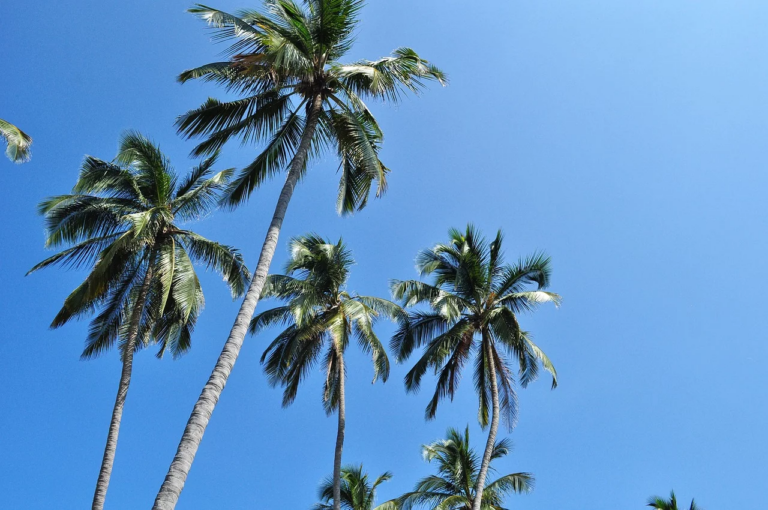 Tayrona y sus Alrededores: Un Paraíso de Aventuras y Experiencias Inolvidables
